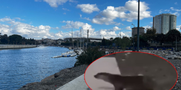 kurbagalidere1
